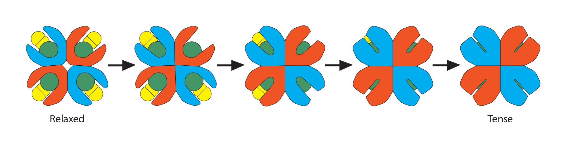 
							
								Graphic showing the transition from "relaxed" oxyhemoglobin to "tense" deoxyhemoglobin. The yellow oxygen molecules are released from each cup of the oxyhemoglobin and the cups close tightly. 
							
							